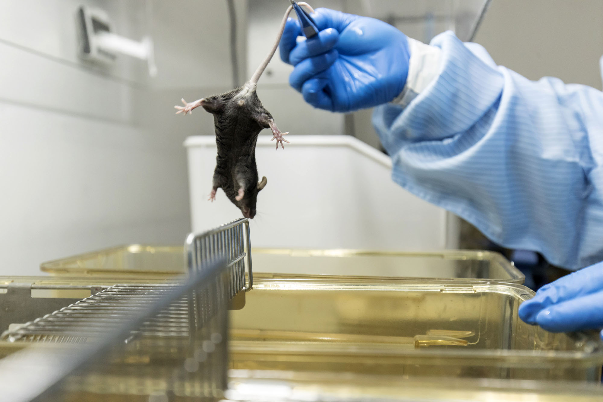 Oamenii de știință chinezi au creat o variantă mutantă de coronavirus care atacă CREIERUL și este 100% LETALĂ la șoareci. Tot ei avertizează că există riscul să ajungă și la oameni