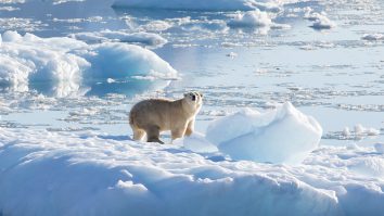 STUDIU. Urșii polari sunt în pericol din cauza schimbărilor climatice. Gheața din Arctica se topește