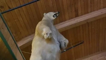 Jaf bizar în Canada: Un urs polar uriaș împăiat a fost furat