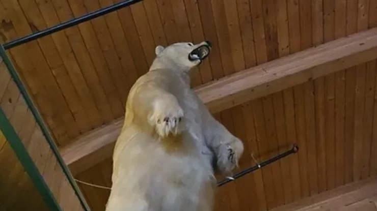 Jaf bizar în Canada: Un urs polar uriaș împăiat a fost furat