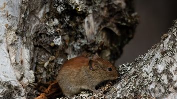 Alaska confirmă primul caz fatal de Alaskapox. Ce trebuie să știi despre această nouă boală virală