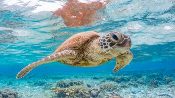 De la broaște țestoase la lilieci fructiferi, speciile migratoare sunt din ce în ce mai amenințate, potrivit ONU