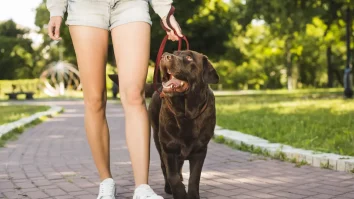 STUDIU. Câinele care latră, nu uită. Câinii din rasa Border Collie pot reține nume de obiecte timp de 2 ani
