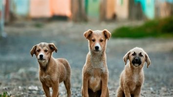 A.I. va analiza comportamentul câinilor. Tehnologia oferă îmbunătățiri în potrivirea dintre personalitatea lor și stilul proprietarilor