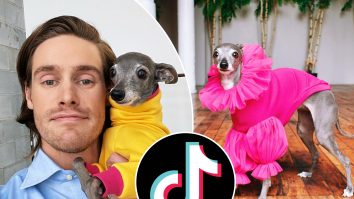 Câinele cu garderoba de 20.000 de dolari. Cum e îmbrăcat Tika, ogarul italian care s-a viralizat datorită ținutelor