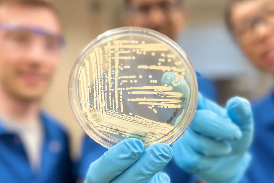 Harvard a dezvoltat un nou antibiotic sintetic. Cresomicina ar putea salva milioane de oameni de infecțiile mortale