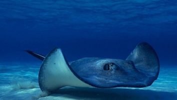 O pisică de mare din SUA a rămas însărcinată fără partener. Animalul trăieste în acvariu cu 5 rechini mici