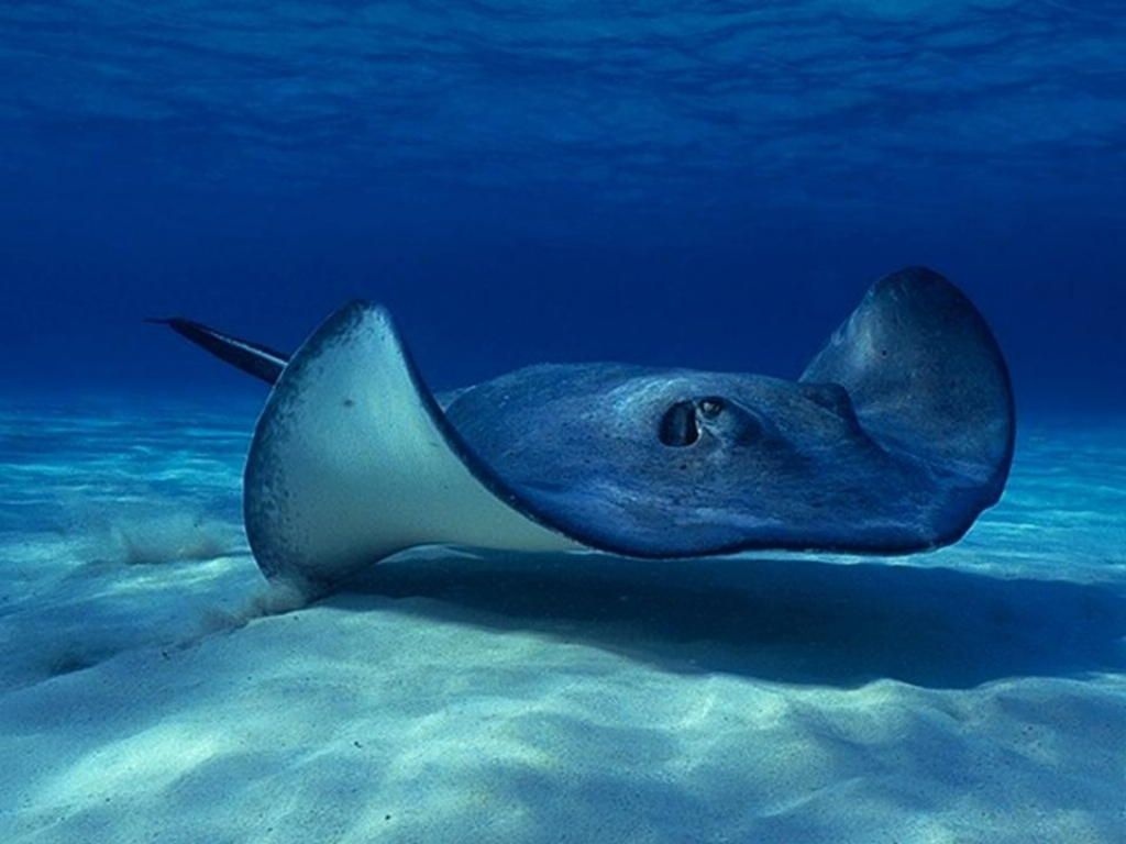 O pisică de mare din SUA a rămas însărcinată fără partener. Animalul trăieste în acvariu cu 5 rechini mici