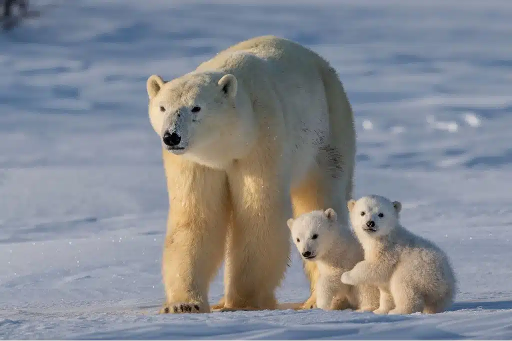 27 februarie, Ziua Internațională a ursului polar. La ce grădini zoo îi poți vedea