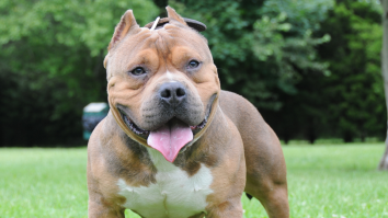 Guvernul din UK a interzis deținerea câinilor XL Bully neînregistrați. Rasa este recunoscută pentru numeroasele sale atacuri