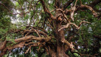 Schimbările climatice îngreunează „respirația” copacilor. Ce avertizează cercetătorii?