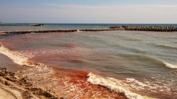 FOTO. Mergi la Marea Neagră, ajungi la Marea Roșie. Adrian Bîlbă: „Alga Noctiluca a colorat apa în roșu”