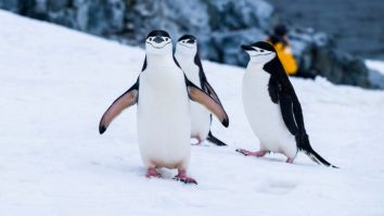 Gripa aviară ajunge pentru prima dată în Antarctica continentală. Ce specii sunt afectate