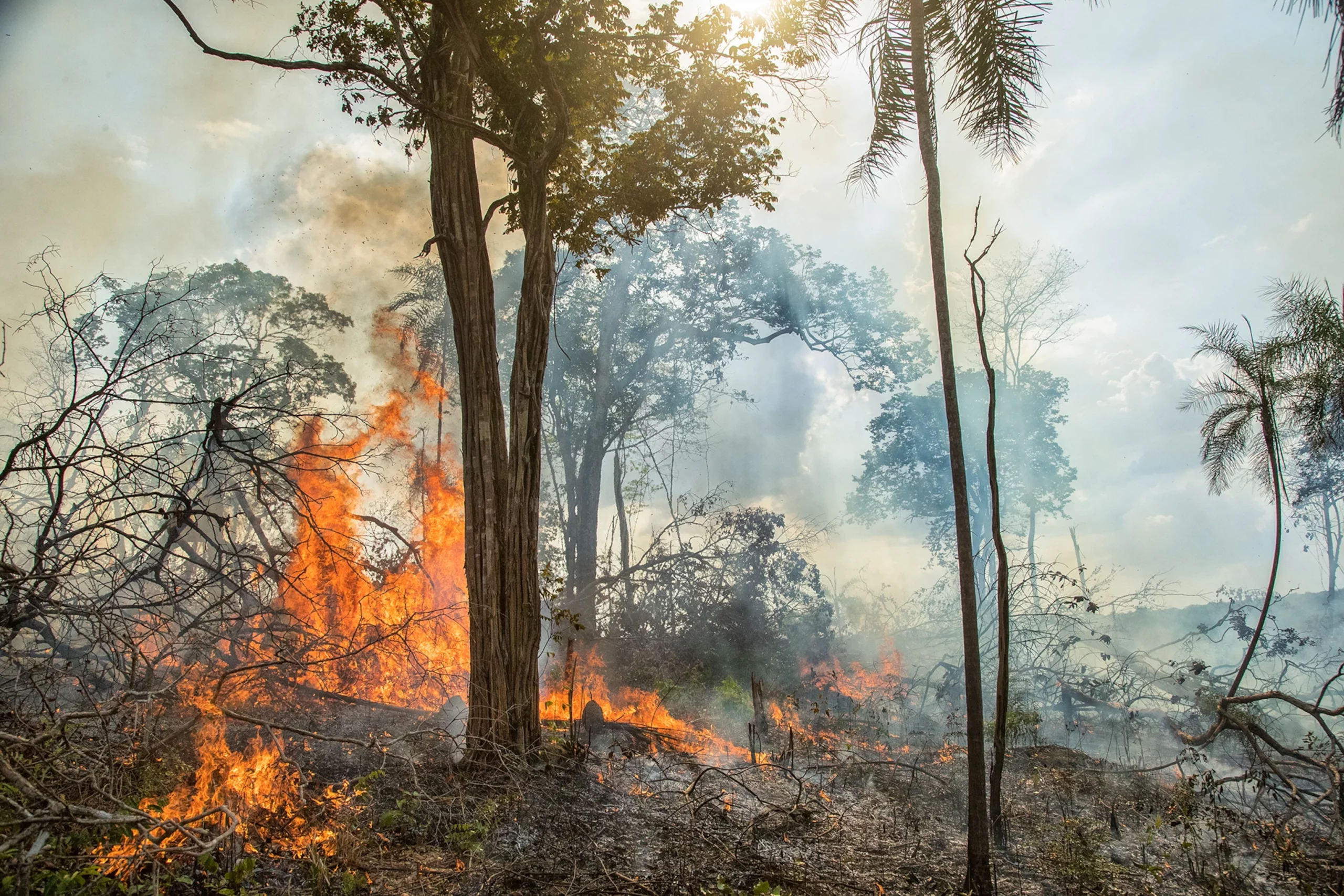 „Plămânii Planetei” suferă. În 2023, 10 milioane de hectare din pădurea tropicală din Brazilia erau în flăcări