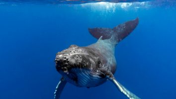 STUDIU. Balenele pot cânta sub apă. Cercetătorii dezvăluie cum zgomotul navelor poate perturba comunicarea