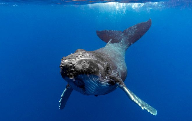 STUDIU. Balenele pot cânta sub apă. Cercetătorii dezvăluie cum zgomotul navelor poate perturba comunicarea