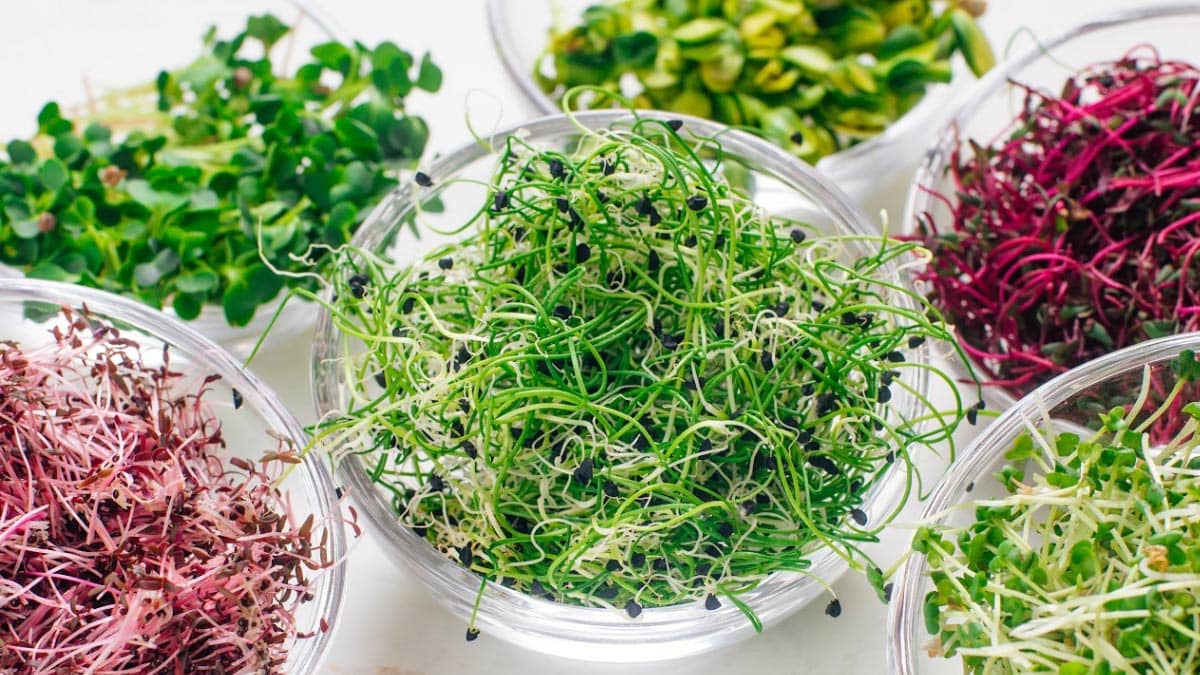 Oamenii de știință din Italia au creat micro-legume cu valori nutriționale personalizate