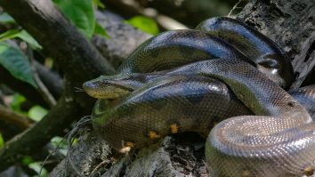Cea mai mare specie de șarpe din lume a fost descoperită în pădurea amazoniană. La câte kilograme poate ajunge