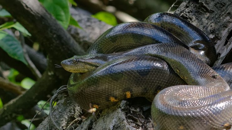 Cea mai mare specie de șarpe din lume a fost descoperită în pădurea amazoniană. La câte kilograme poate ajunge