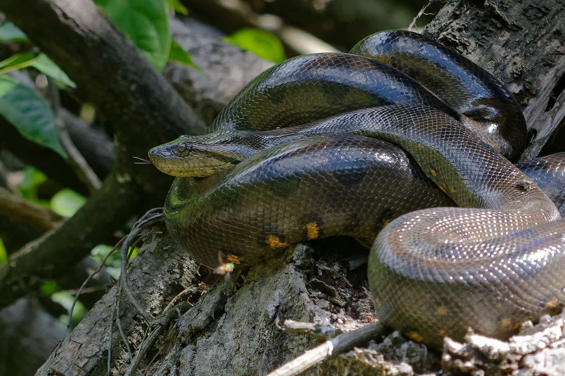 Cea mai mare specie de șarpe din lume a fost descoperită