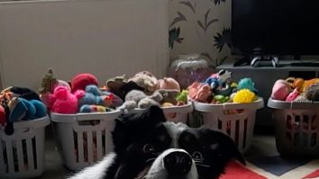 Cât de inteligenți sunt câinii? Max, un border collie din UK, a fost numit „cel mai deştept câine din ţară”
