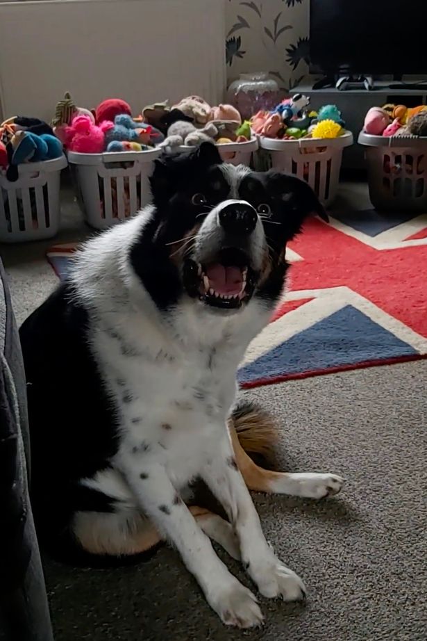Cât de inteligenți sunt câinii? Max, un border collie din UK, a fost numit „cel mai deştept câine din ţară”