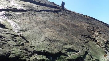 FOTO. Oamenii de știință au descoperit cea mai veche pădure fosilizată lume. Se află în UK și are 390 de milioane de ani