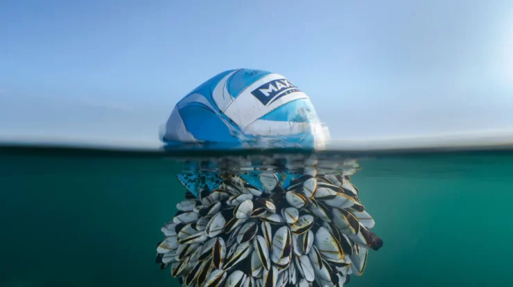 FOTO. O imagine incredibilă cu o minge de fotbal este câștigătoarea ediției din acest an a British Wildlife Photography Awards
