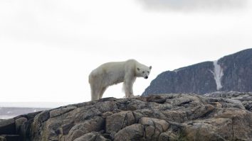 Luna februarie 2024, cea mai caldă din istorie. Temperatura medie globală a fost de 13,54°C