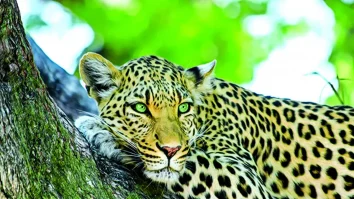 Unde poți vedea animale sălbatice? Ziua Mondială a Faunei Sălbatice este sărbătorită în fiecare an pe data de 3 martie