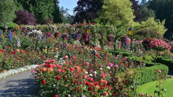 Ce să vizitezi în România? La Brașov ai una din cele mai mari rezervații naturale din Europa, Poiana cu Narcise