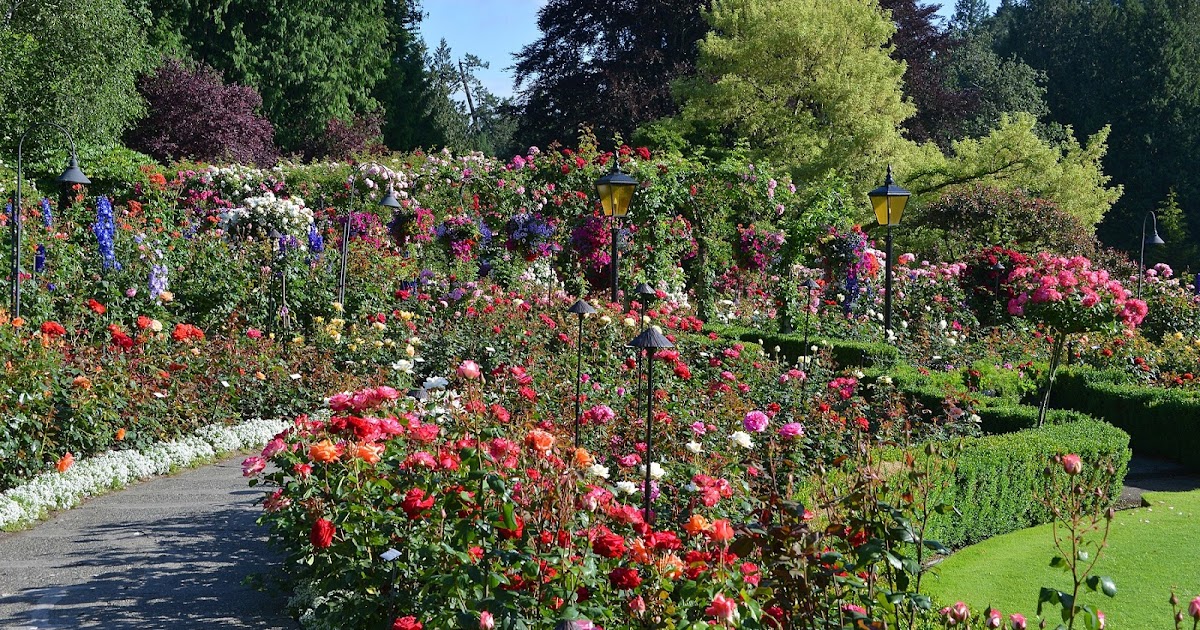 Ce să vizitezi în România? La Brașov ai una din cele mai mari rezervații naturale din Europa, Poiana cu Narcise