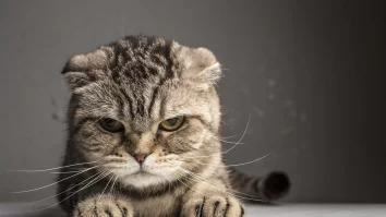 O bibliotecă din America acceptă poze cu pisici în loc de bani