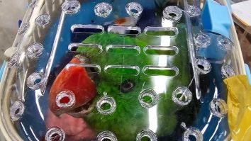 Surpriză pe aeroportul din Bangkok. Un panda roșu și alte zeci de animale au fost găsite în bagajele a șase indieni