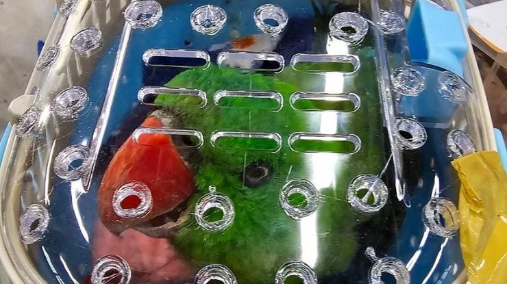 Surpriză pe aeroportul din Bangkok. Un panda roșu și alte zeci de animale au fost găsite în bagajele a șase indieni