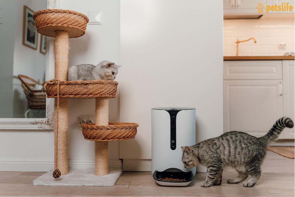 Dispozitive inteligente pentru animalele de companie sunt prezentate la PetExpo, în weekend. Cum pot fi acestea de ajutor