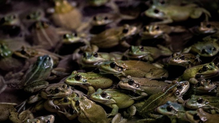 Activiștii trag un semnal de alarmă. Apetitul Franței pentru picioarele de broaște pune în pericol speciile din Asia