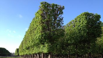 Așa copaci nu vezi în fiecare zi: Primăria Sibiu introduce „copacii dreptunghiulari”