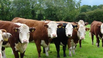 Irlanda va sacrifica 200.000 de vaci în lupta cu plouarea. Ce spune Guvernul