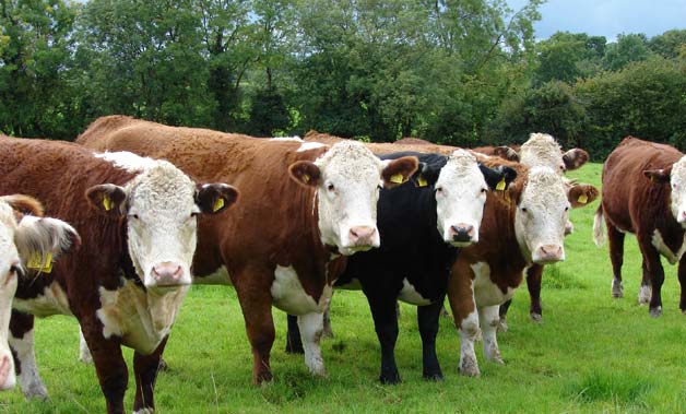 Irlanda va sacrifica 200.000 de vaci în lupta cu plouarea. Ce spune Guvernul