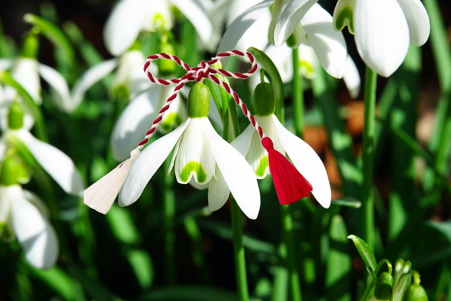 Care este originea mărțișorului? Ioan-Aurel Pop, Președintele Academiei Române: „Arheologii au descoperit urme legate de mărțișor chiar de acum 8.000 de ani”