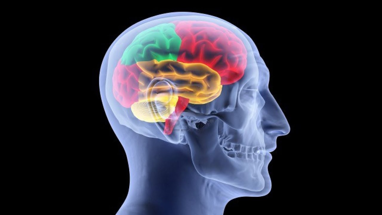 Creierul uman este programat să genereze emoții