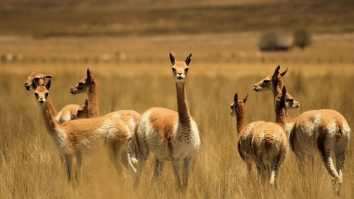 Firul de Vicuña este cel mai rar și scump din lume. O papiotă de 600 g costă 8.000 de euro