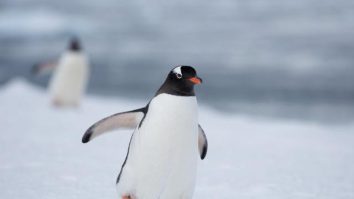 Cum poți lucra în „oficiul poștal al pinguinilor” din Antarctica? Candidații trebuie să fie „motivați” și „empatici”