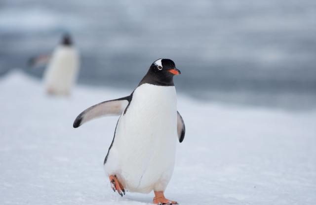 Cum poți lucra în „oficiul poștal al pinguinilor” din Antarctica? Candidații trebuie să fie „motivați” și „empatici”