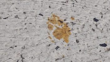 Avertisment într-un oraș din vestul Japoniei. Locuitorii trebuie să stea departe de o pisică care a căzut într-un rezervor cu substanțe chimice otrăvitoare