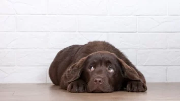 Atenție, câine rău! Unul din zece câini este speriat de persoanele cu barbă mare, tatuaje sau piercing-uri