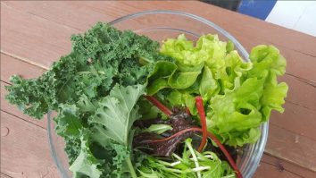 Primăvara este sezonul verdețurilor. Ce preparate culinare recomandă bucătarii chefi