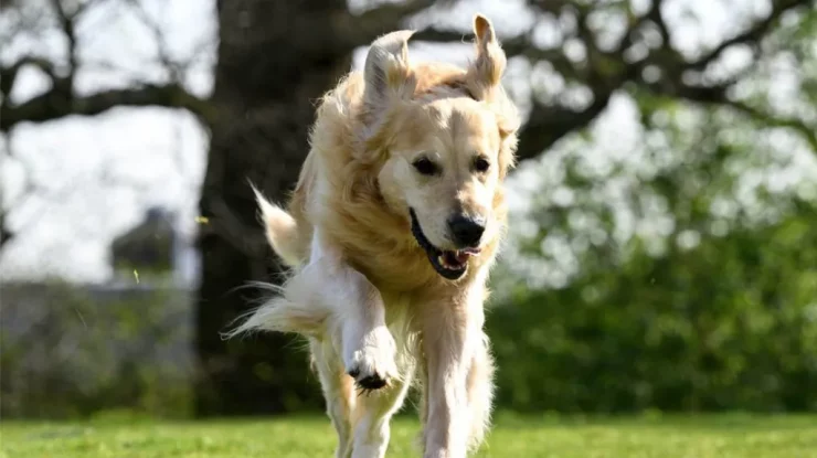 Un câine a devenit celebru după ce a contribuit la aducerea pe lume a peste 300 de pui. Cine este „Dogfather”