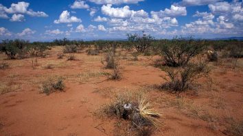 România pierde anual 1.000 de hectare de teren arabil din cauza deșertificării. Cum poate fi combătut acest lucru